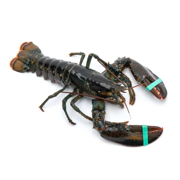 Lobsters