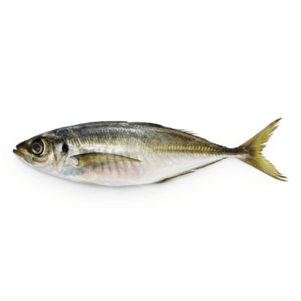 Mackerel