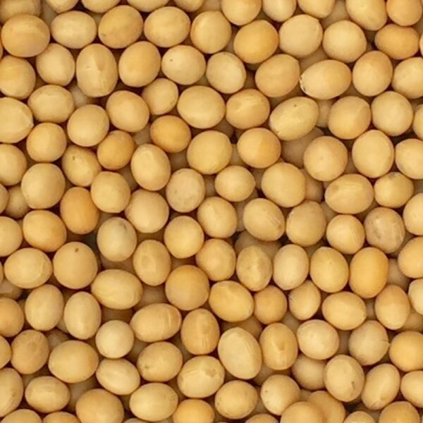 Non Gmo Soybeans