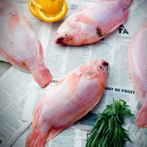 Fish and Fishery